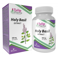 Tulip BioPharma Heiliges Basilikum 120 Kapseln. (10:1 Extrakt)
