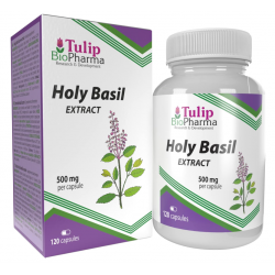 Tulip BioPharma Heiliges Basilikum 120 Kapseln. (10:1 Extrakt)