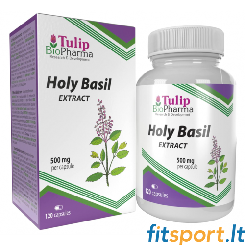 Tulip BioPharma Heiliges Basilikum 120 Kapseln. (10:1 Extrakt) 